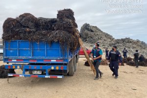 Fiscalización de la Autoridad Marítima de Caldera permitió detectar 350 kilos de Algas Pardas extraídas ilegalmente