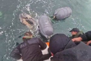 Armada y SERNAPESCA rescatan a cría de ballena enredada en boyarines